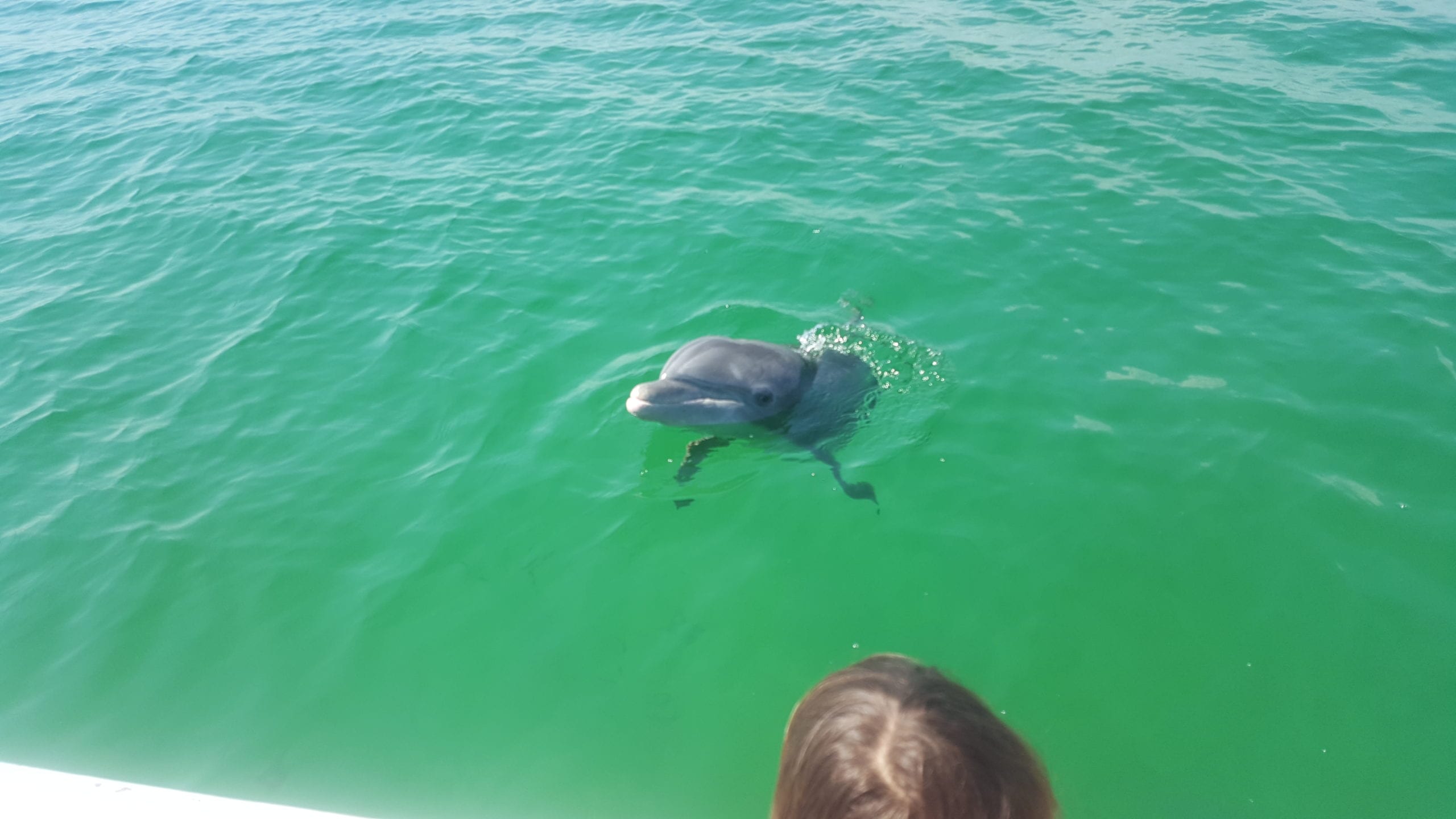 Dolphin playing