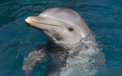 Gulf Coast Dolphins