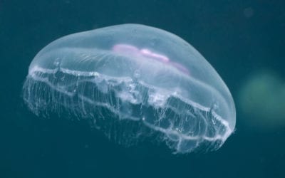 Jellyfish on the Gulf Coast