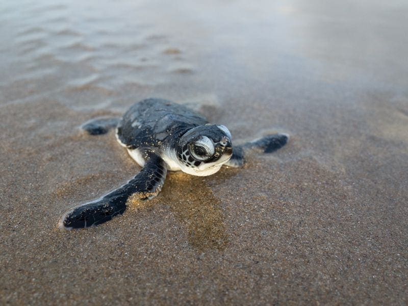 Sea Turtles