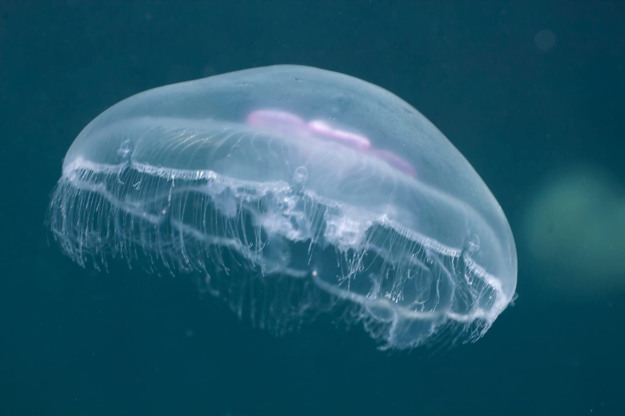 blue jellyfish species